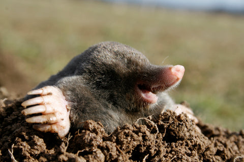 Ground mole emerging from mound of dirt