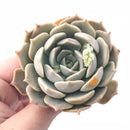 Echeveria Fleur Blanc x Lilacina Hybrid 3” Rare Succulent Plant