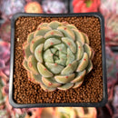 Echeveria 'Timothy' 2" Succulent Plant