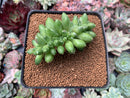 Pachyphytum 'Compactum' Crested 3" Succulent Plant