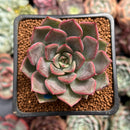 Echeveria 'Beauty Lily' 2" Air Magic Hybrid Succulent Plant