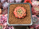 Echeveria 'Scarletta' 1" Succulent Plant