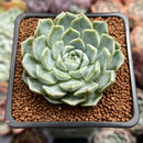 Echeveria 'Cream Sara' 2" Air Magic Hybrid Succulent Plant