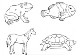 Montessori parts of vertebrates chordates bird, amphibian, reptile, fish, mammal