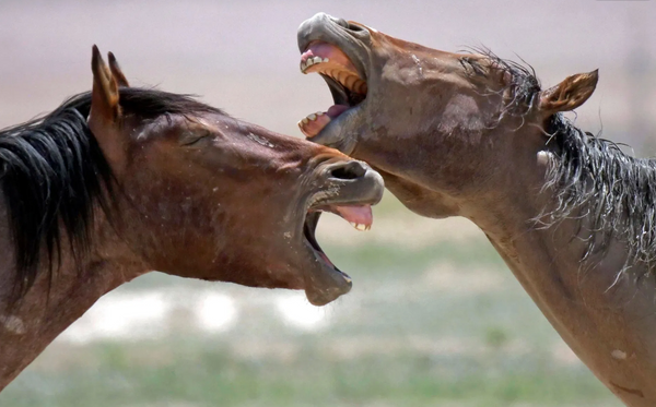 nearest horse feed store