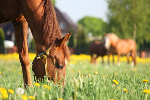 wild fed horse