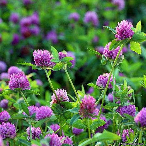 RED CLOVER FOR HORSES