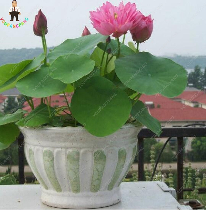 10pcs Water Lily Lotus Plants Beautiful Aquatic Flower Bonsai Fragrant Bargain Industries