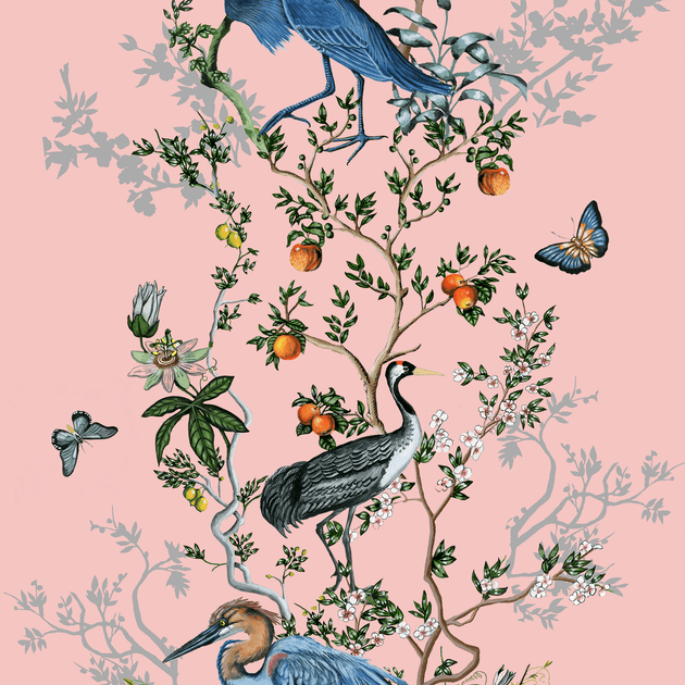 climbing birds