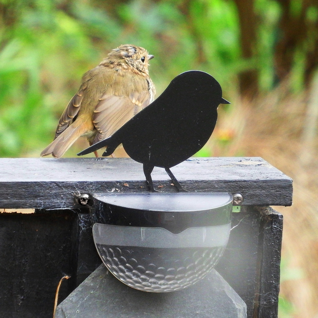 solar powered robin light