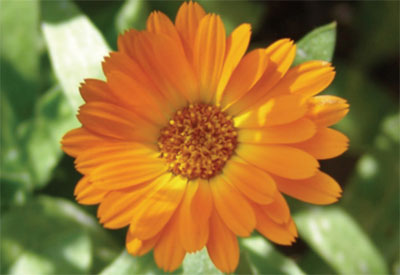 Ingredient - Calendula