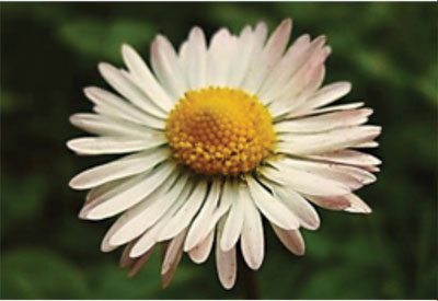 Ingredient - Chamomile