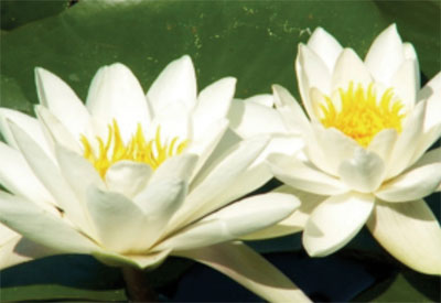 Ingredient - Water Lily