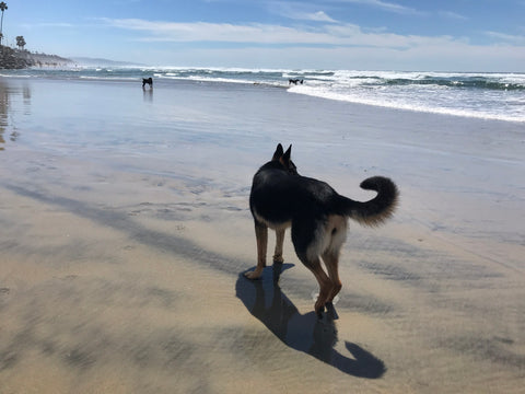 Dog on the beach with waves seaside harmony