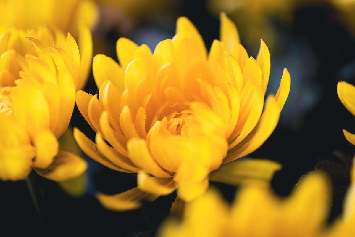 8 Chrysanthemum Tea Benefits You Should Know About – Mansa