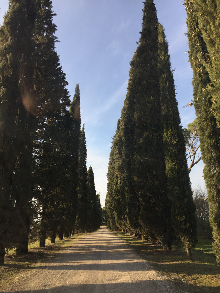 tuscany, italy, florence