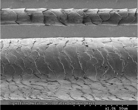 super fine merino wool vs human hair under microscope