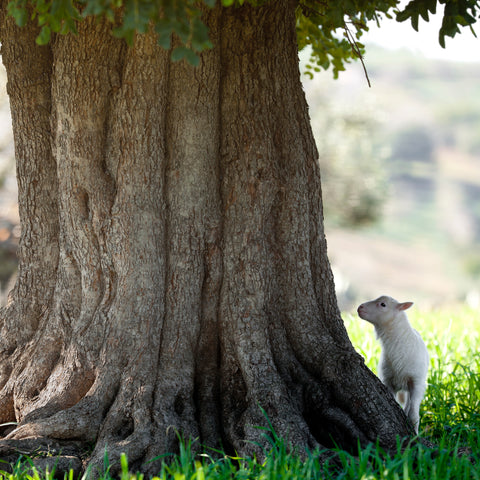 a white sheep next to a tree