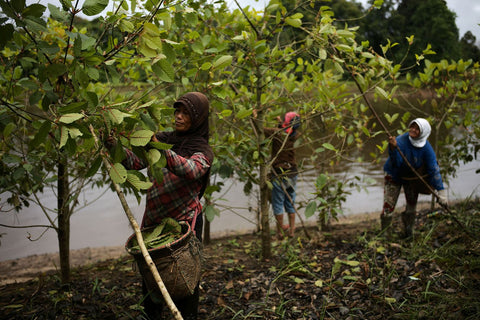 Kratom Harvesting