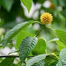 Kratom Flower