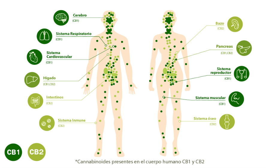 sistema endocannabinoide humano