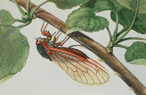 Scientific drawing of a cicada on a tree branch