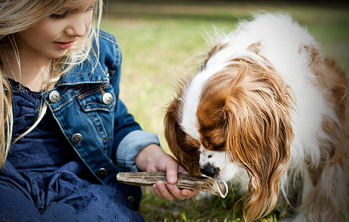Girl feeding antler chew to dog