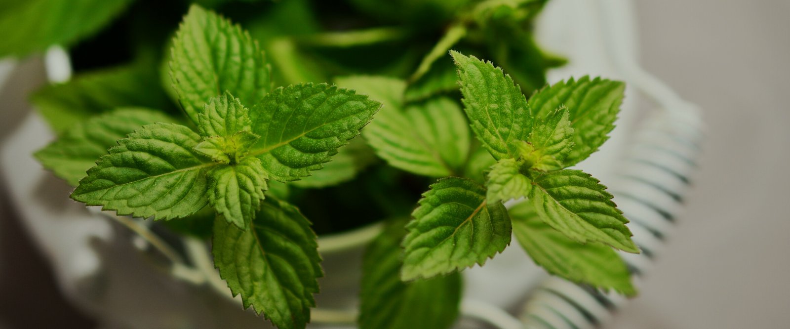 peppermint used for herbal knee cream