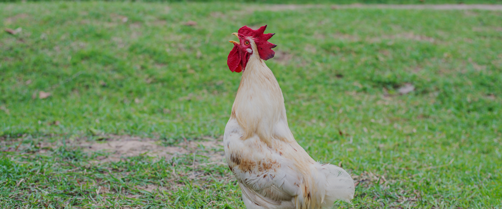 chicken on farm