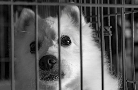 Caged Pets, Vegan Pet Care, Adopt Pets Don't Shop