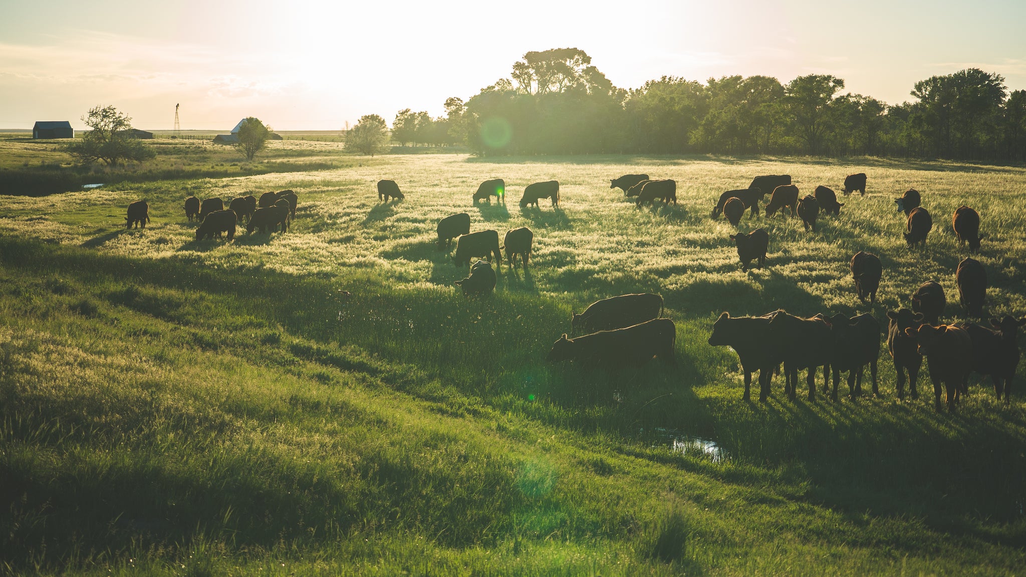 Do You Know Where Your Beef Comes From?