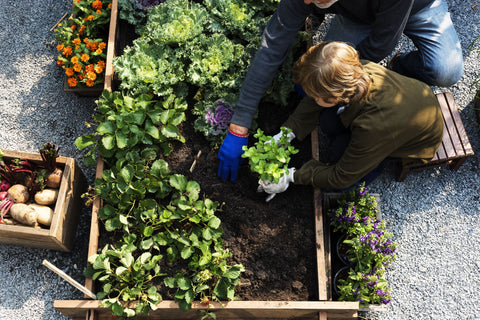 Raised Beds, Vegetable Beds, Allotment, Allotment growing, Timber raised beds, Kitchen garden, Edible plants