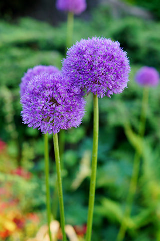 Allium, Allium Ambassador, Alium Gladiator, Allium karataviense, Allium Ivory Queen, Allium christophii, spring bulbs, spring flowers, spring flowering bulbs, spring flowering plants, purple flowers, ornamental onions