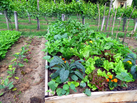 Raised Beds, Vegetable Beds, Allotment, Allotment growing, Timber raised beds, Kitchen garden, Edible plants