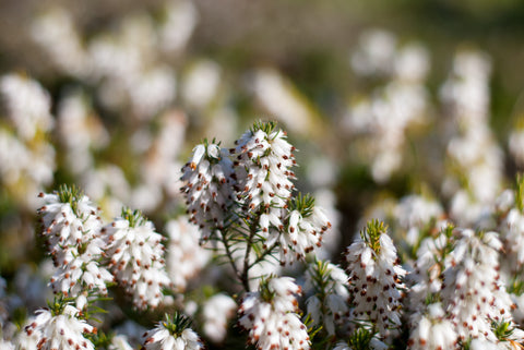 White Heather, Irish Heather