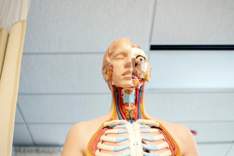 sleepezi human anatomy