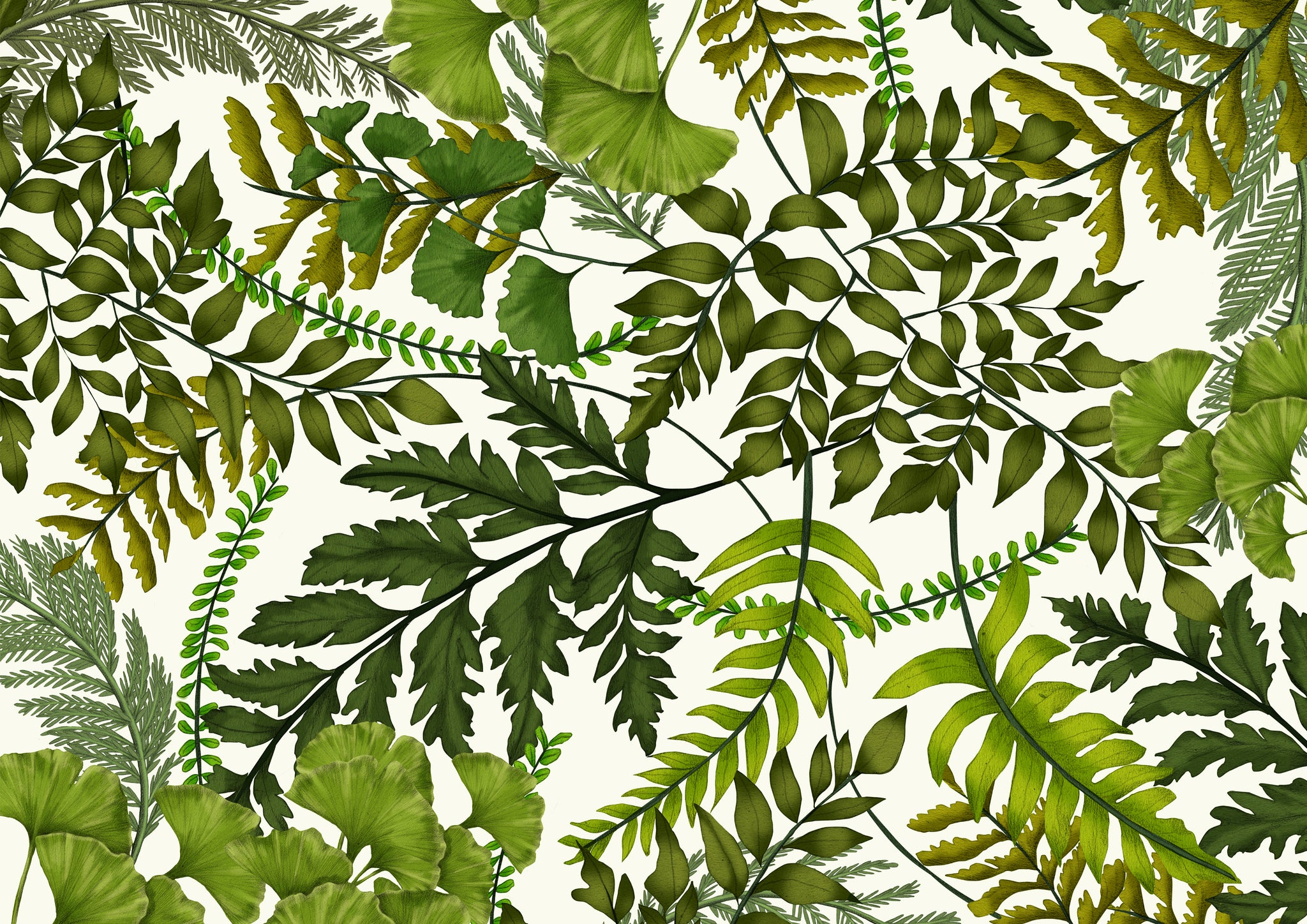 Fern botanical illustration by Melbourne Illustrator Kelly Thompson for Cordis Hotles Auckland 