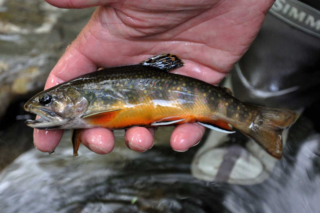 Cutthroat trout on fiberglass fly rod