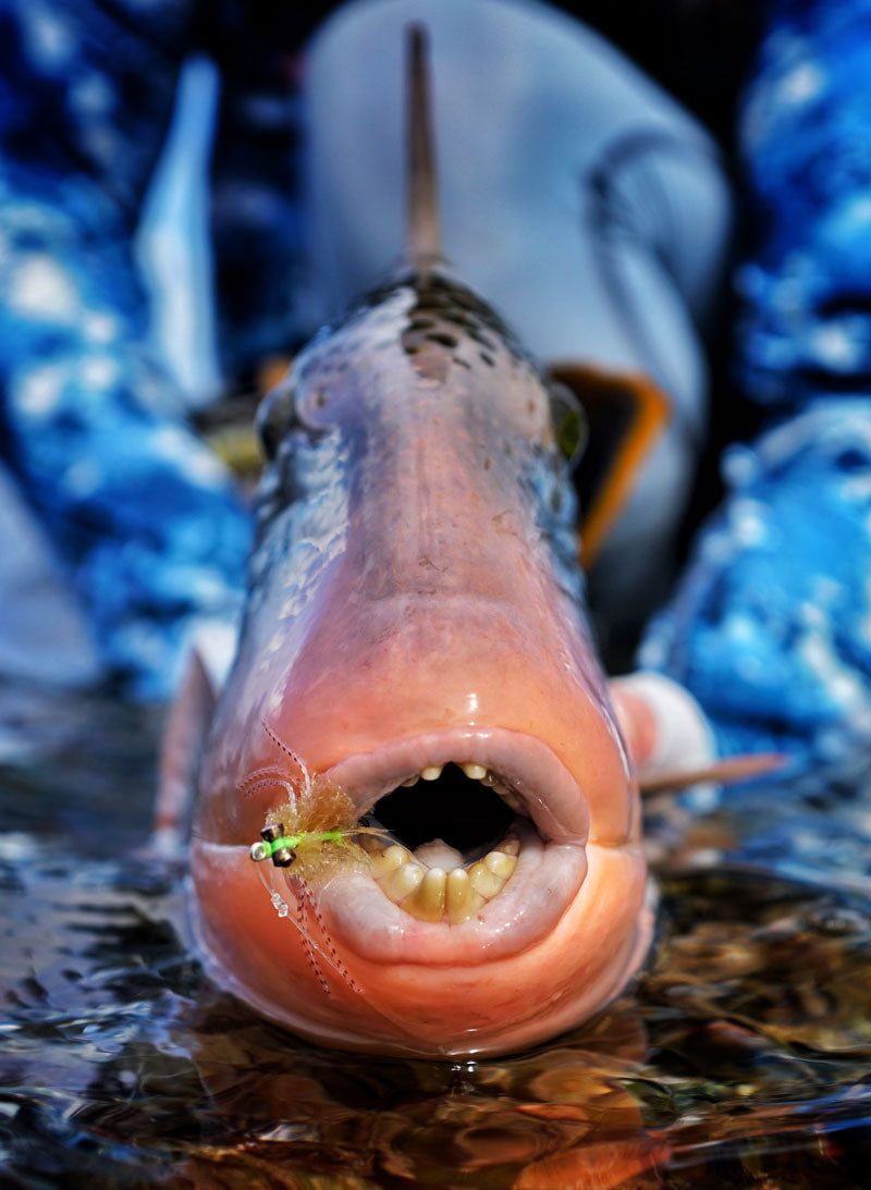 Trigger fish on fly Epic fly rods