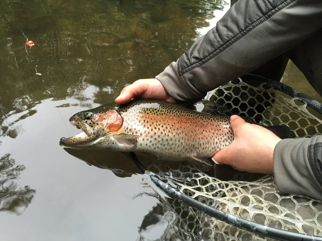 Brown trout landed on Epic carbon fibre graphite fly rod
