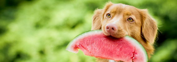 cachorro pode comer uva