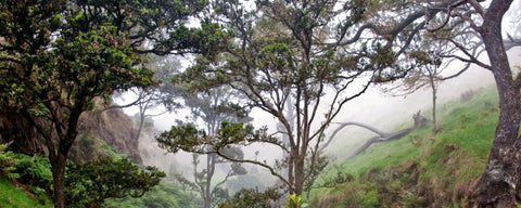 Koa Forest