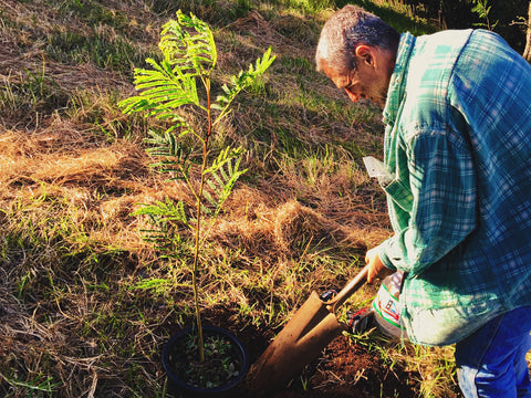 Koa Tree Planting