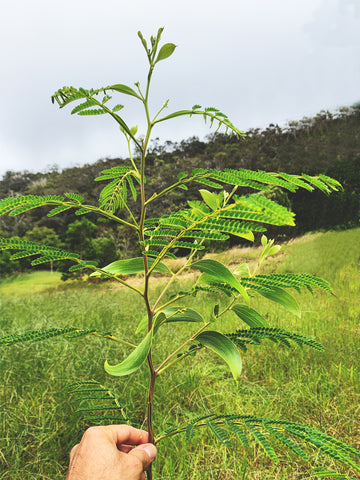 Young Koa Tree