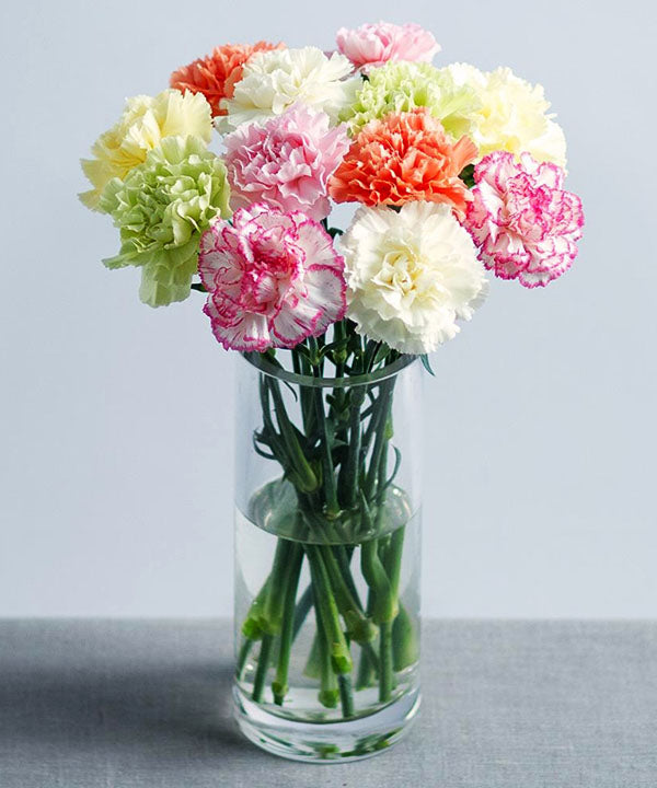 Carnations