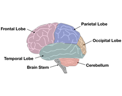 regions of the brain including those that are enhanced by practicing yoga