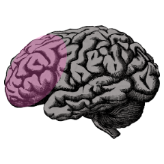Left prefrontal cortex is a brain region that has more grey matter in regular yoga practitioners