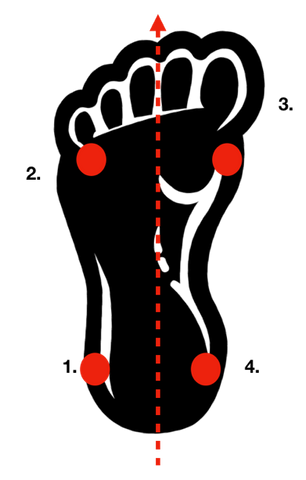 Graphic of foot showing midline and four equal distribution lines.