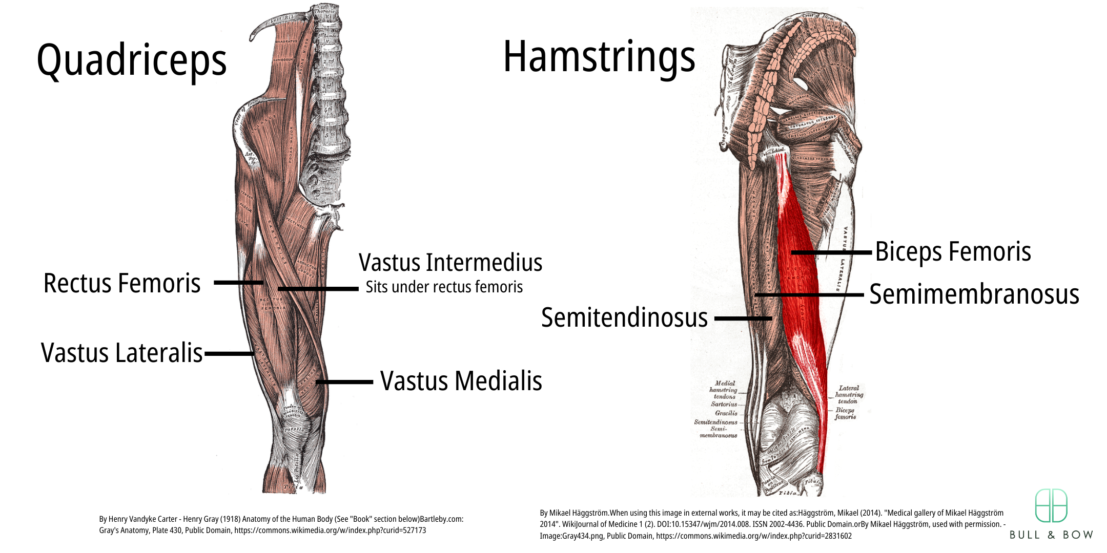 Quadricep muscles including rectus femoris, vastus medialis, vastus lateralis and vastus intermedius. Hamstring muscles including bicep femoris, semitendinosus and semimembranosus