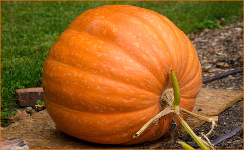 Giant Pumpkin at Val-Kill